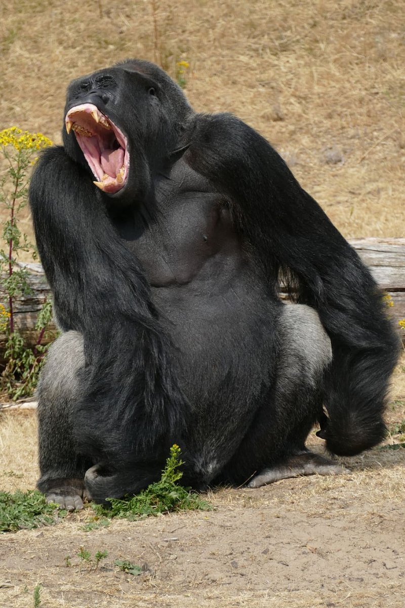 Горилла зевает