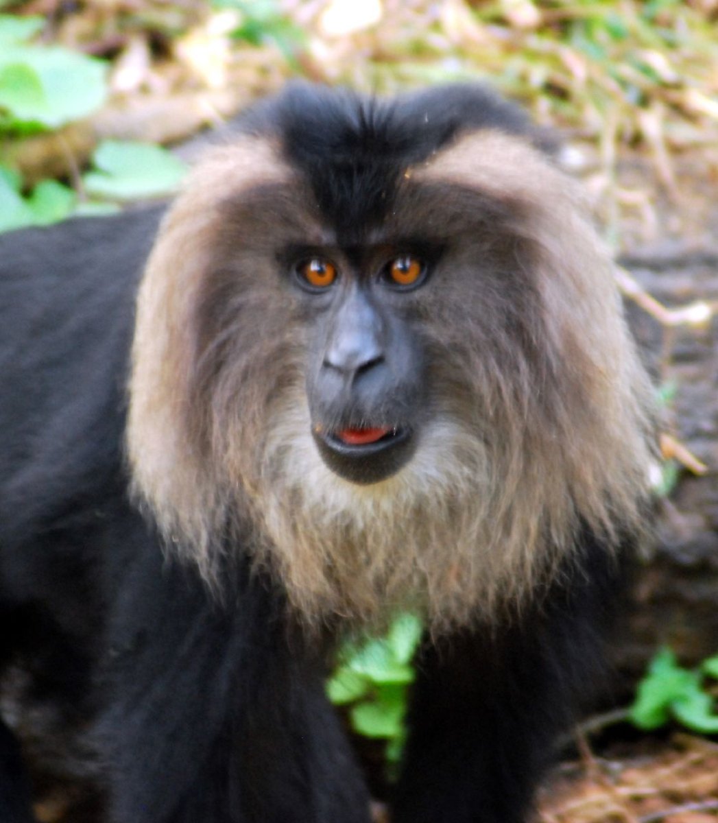 Silver-maned dll Monkey