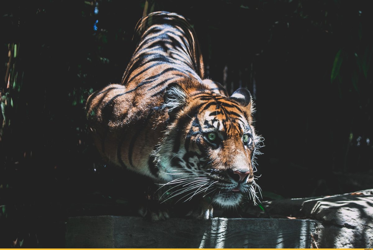 Великий тигр арт