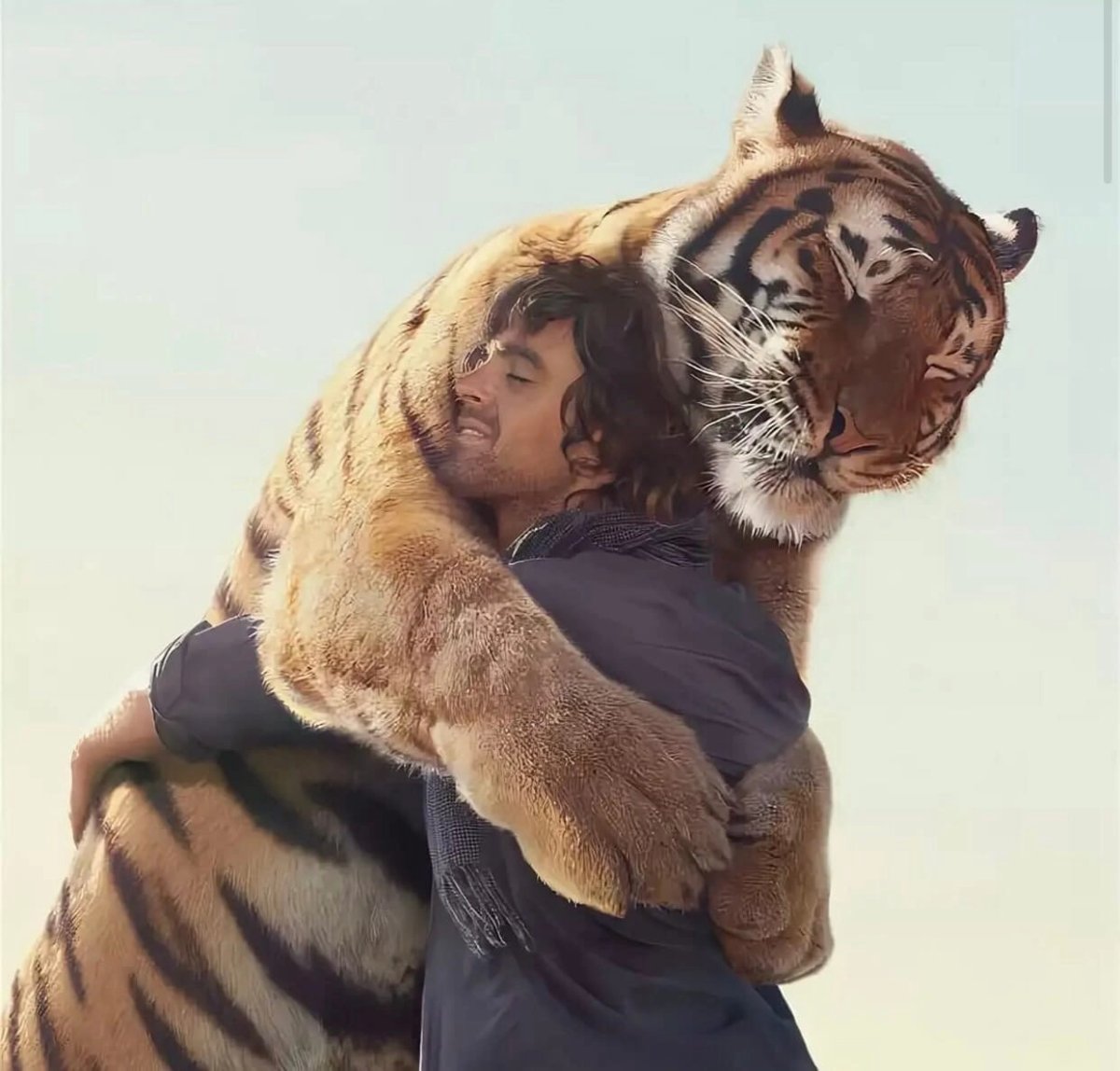 Тигры обнимаются