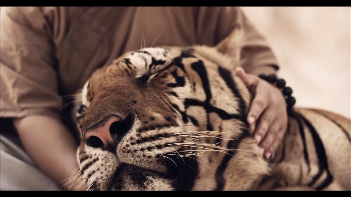 Поглаживание тигра