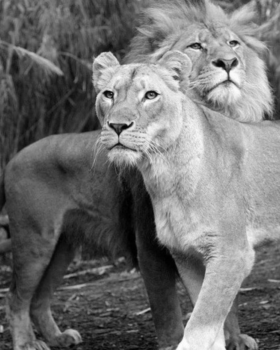 Тигр и львица