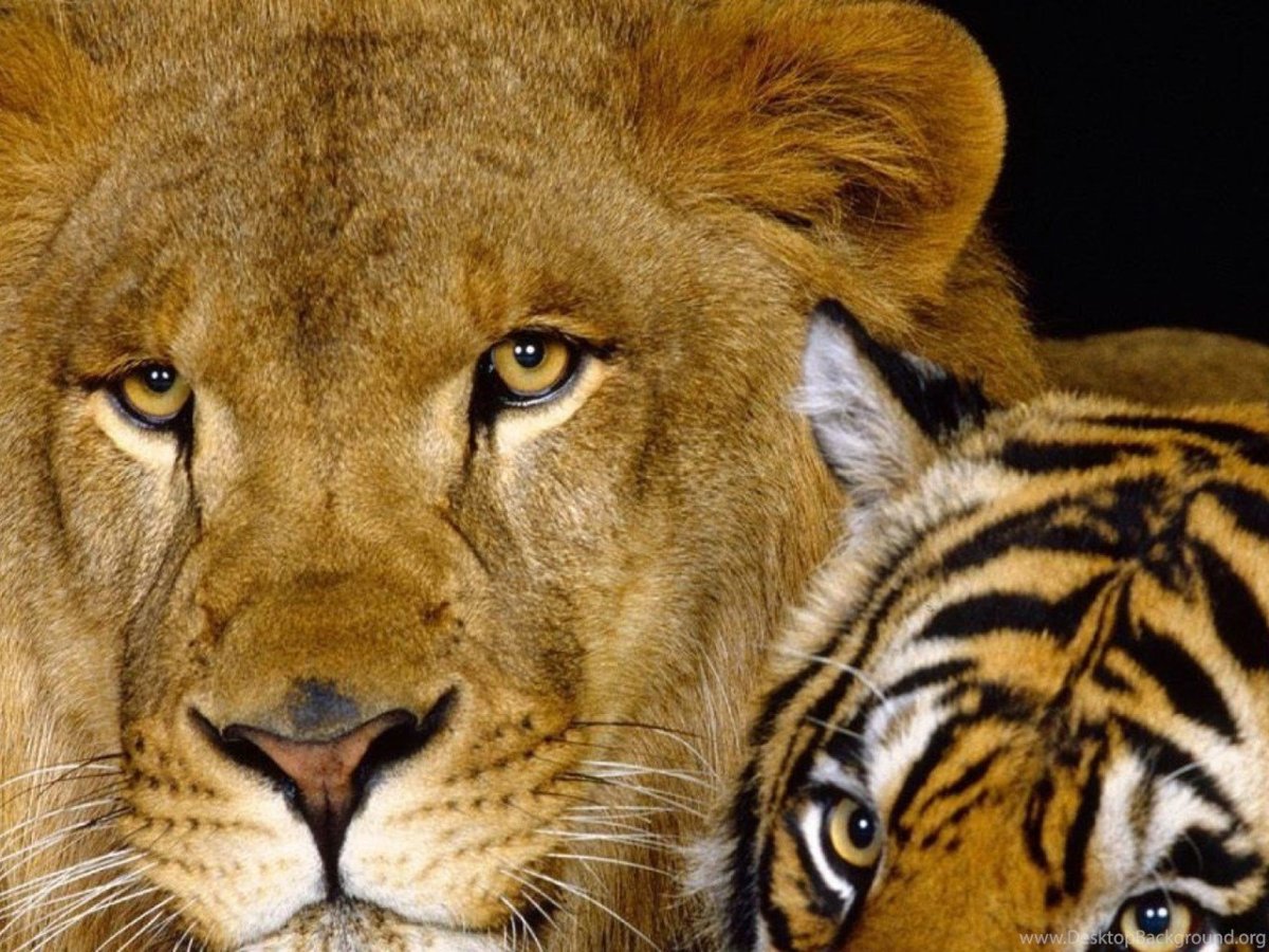 Красивые львы и тигры