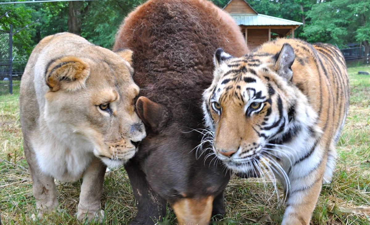 Лев и тигр
