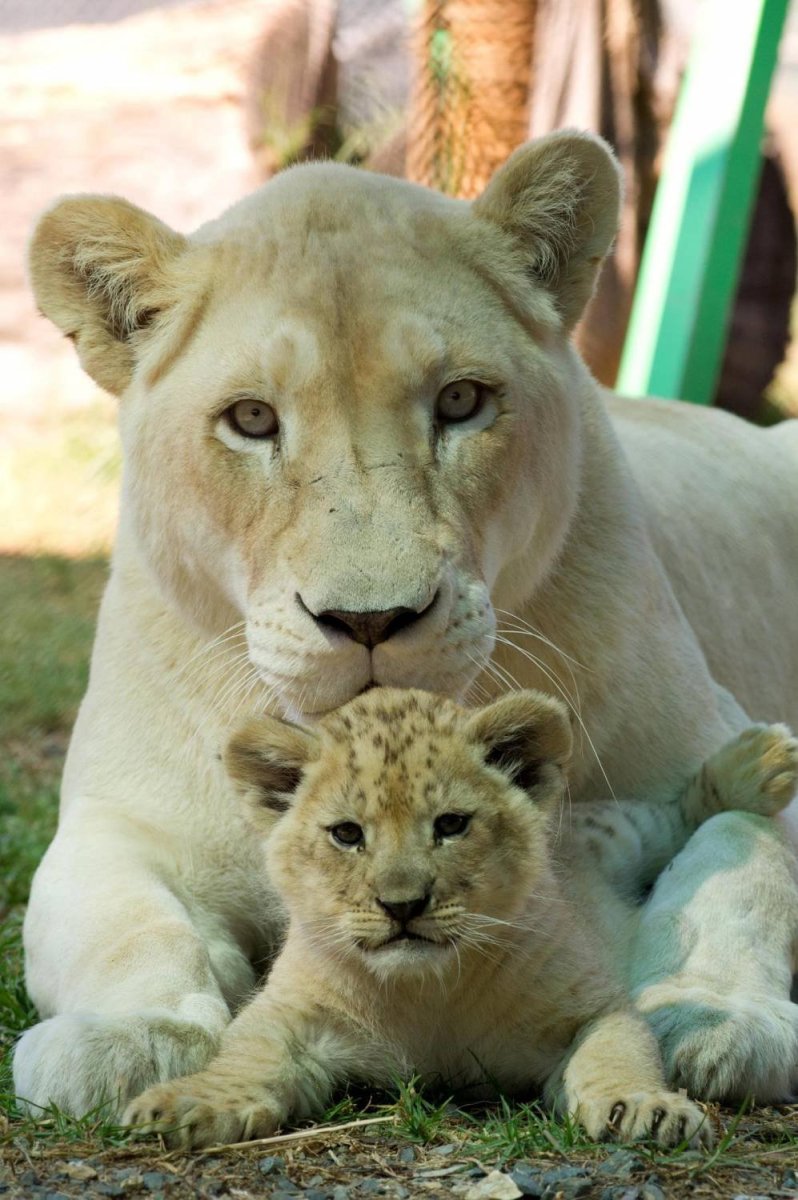 Львица с детенышем