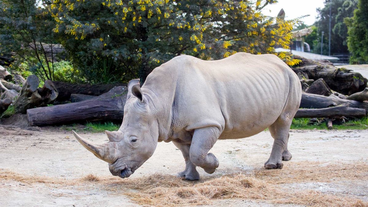 Белый носорог вымирающий вид