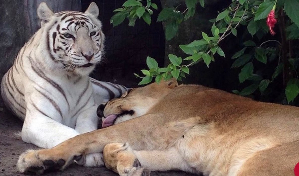 Тигр львицу Лев тигрицу