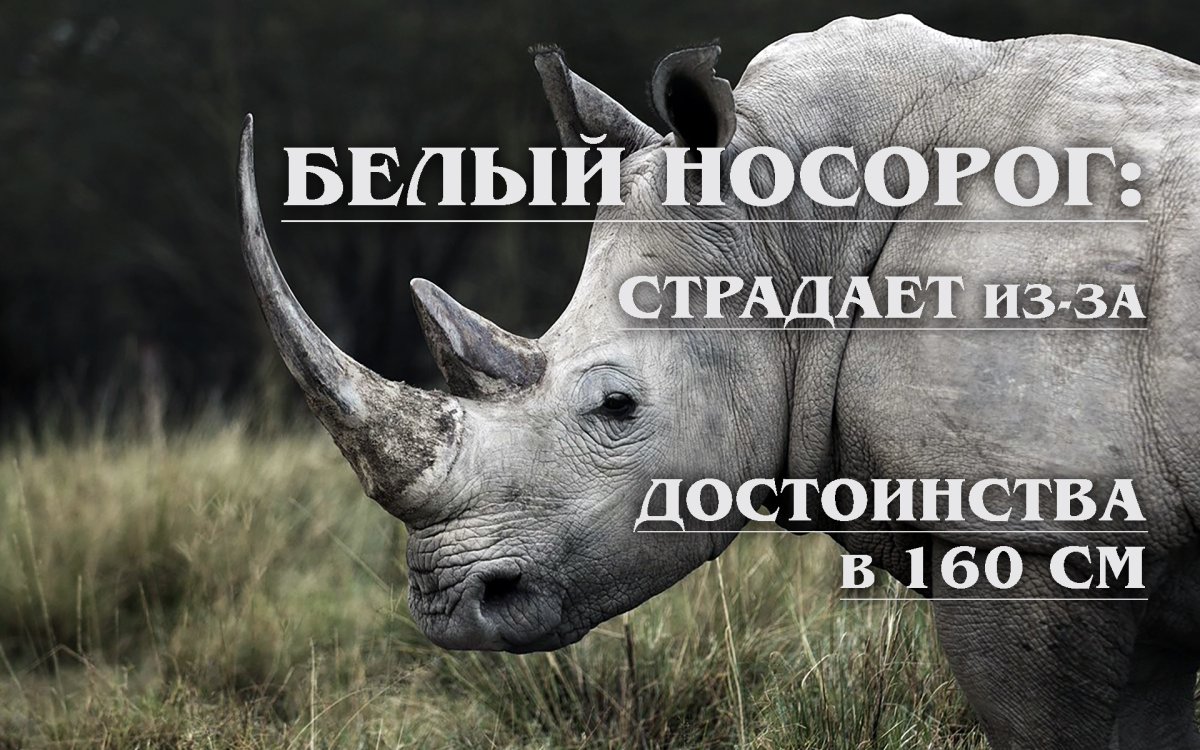 Когда вымерли носороги