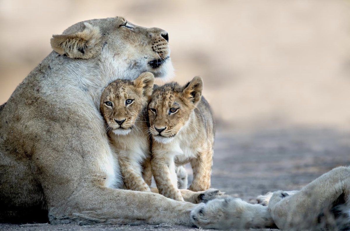 Лев львица львята Тигренок тигр