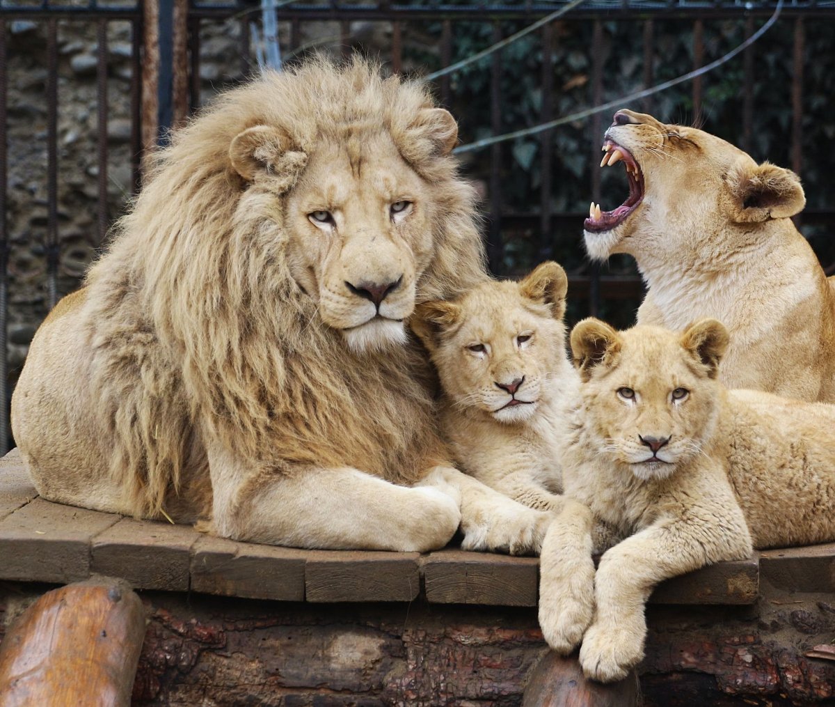 Львиная семейка