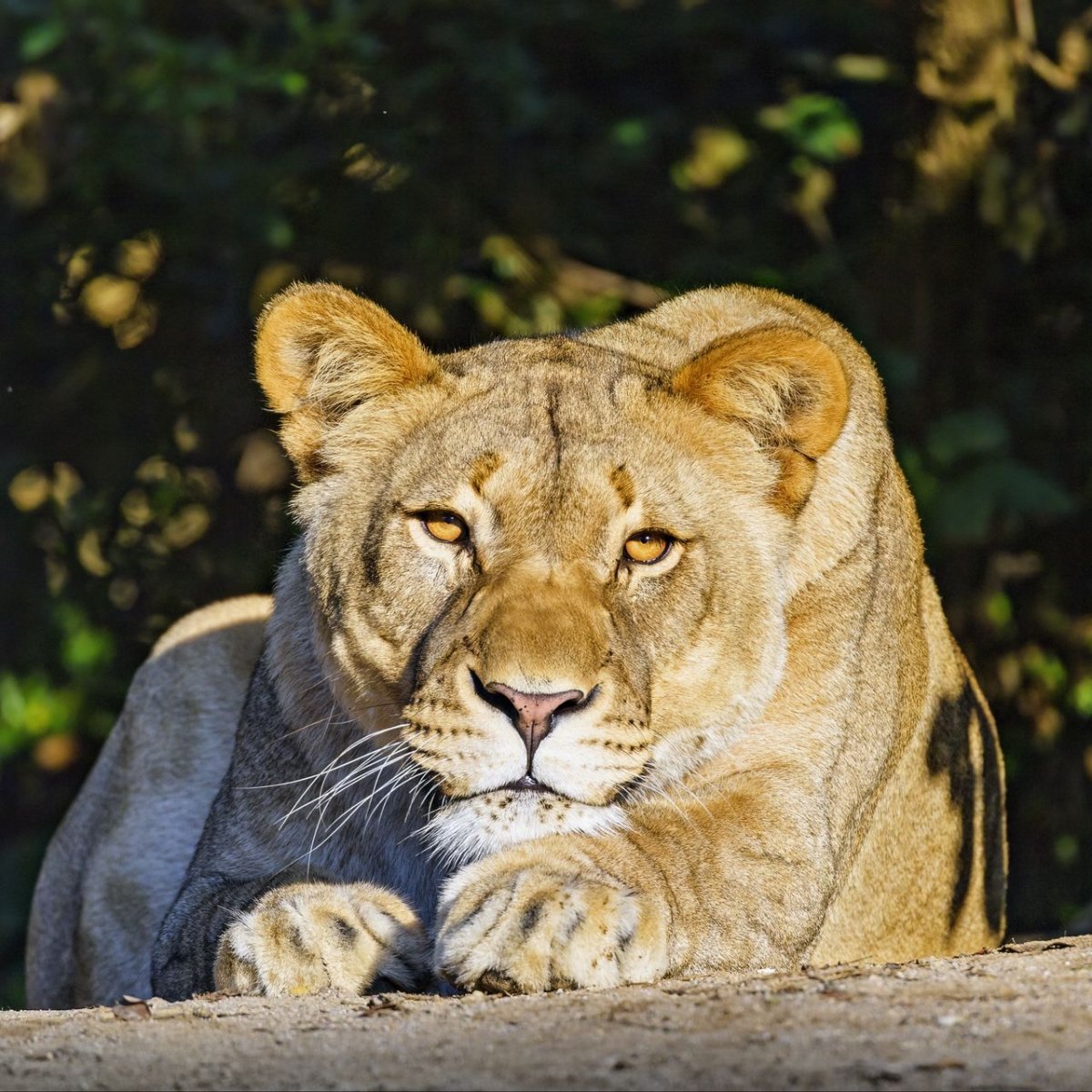 Обои на айфон 6 высокого качества