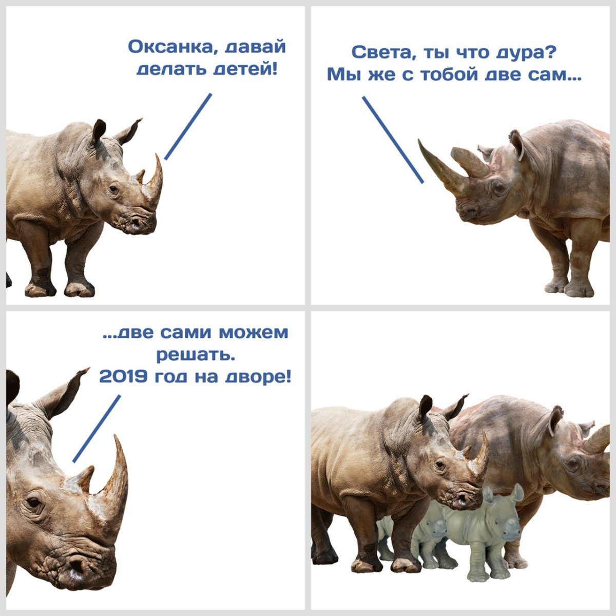 Эмбрион носорога