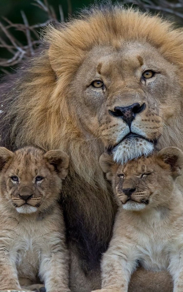 Лев львица и Львенок