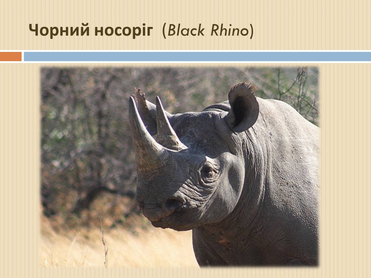 Белый носорог интересные факты
