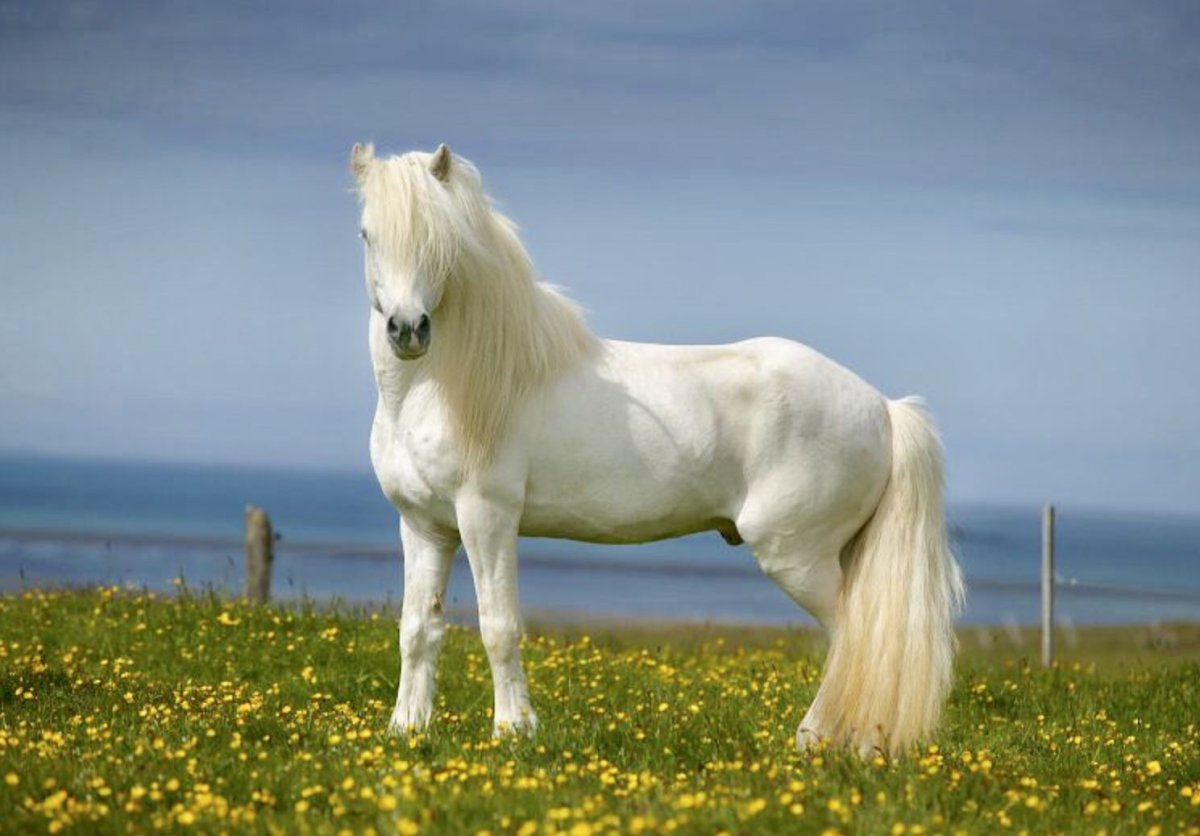 Красивая белая лошадь