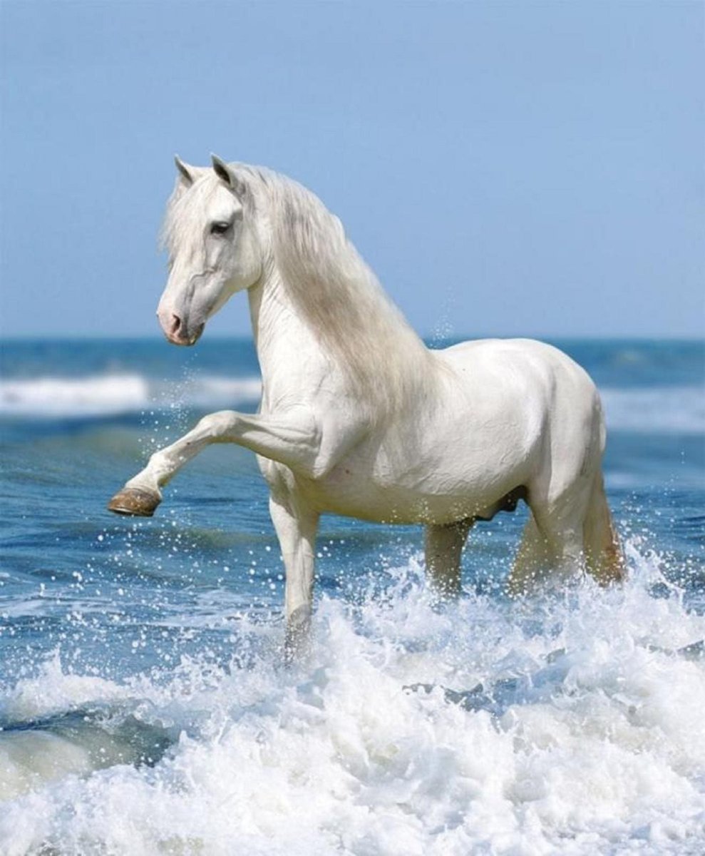 Конь у моря