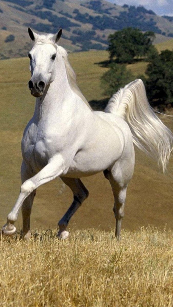 Свободная лошадь