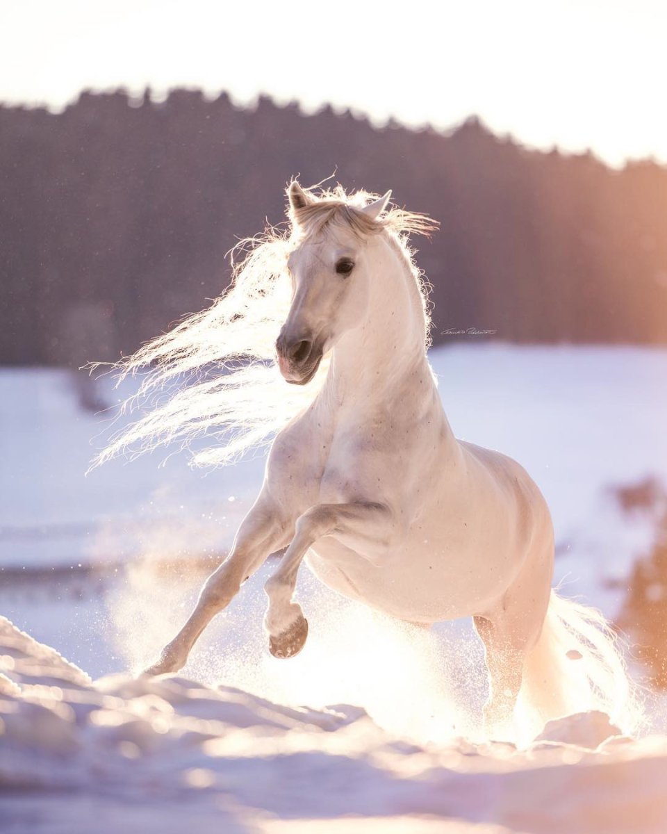 Лошадь бело бежевая