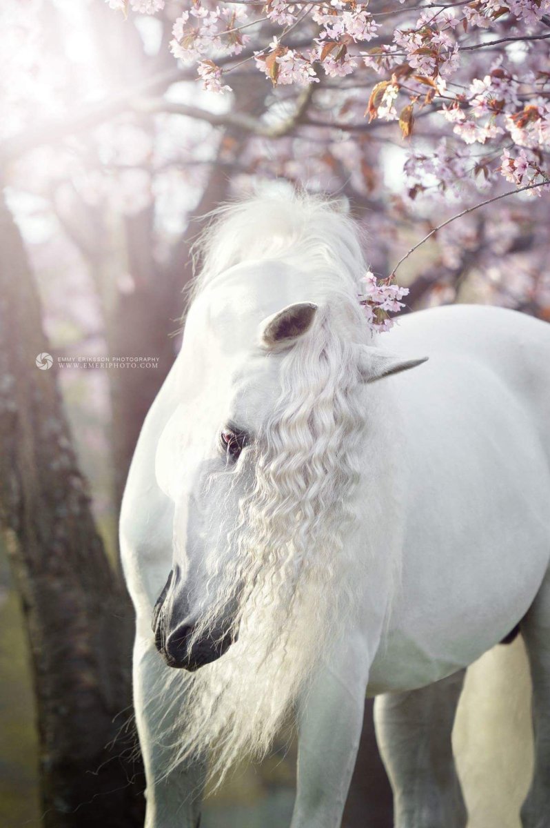 Фризская лошадь альбинос