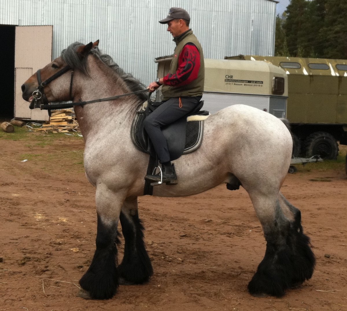 Брабансон порода лошадей