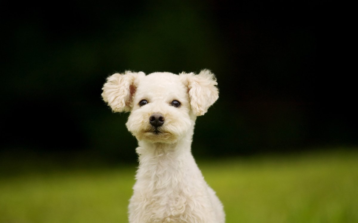 Фото собачки бу