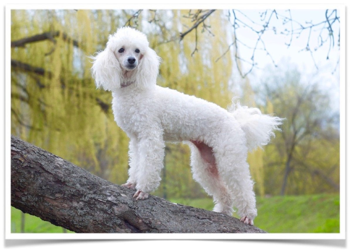 Карликовый Королевский пудель