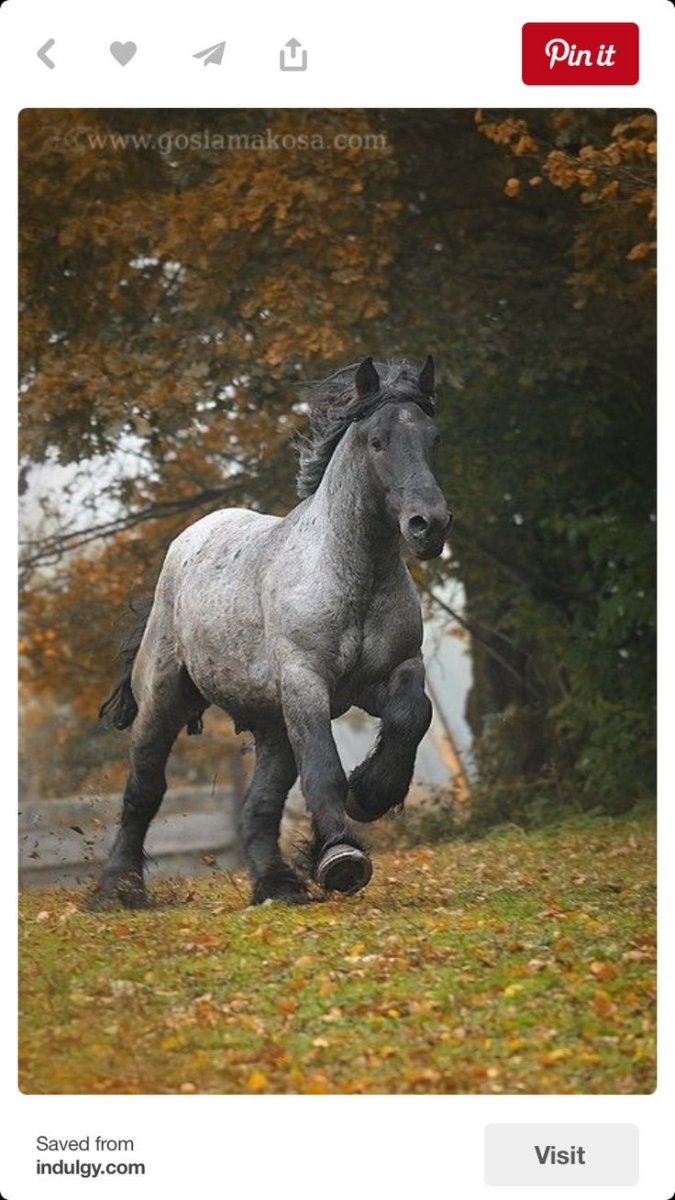 Конь Першерон коричневый