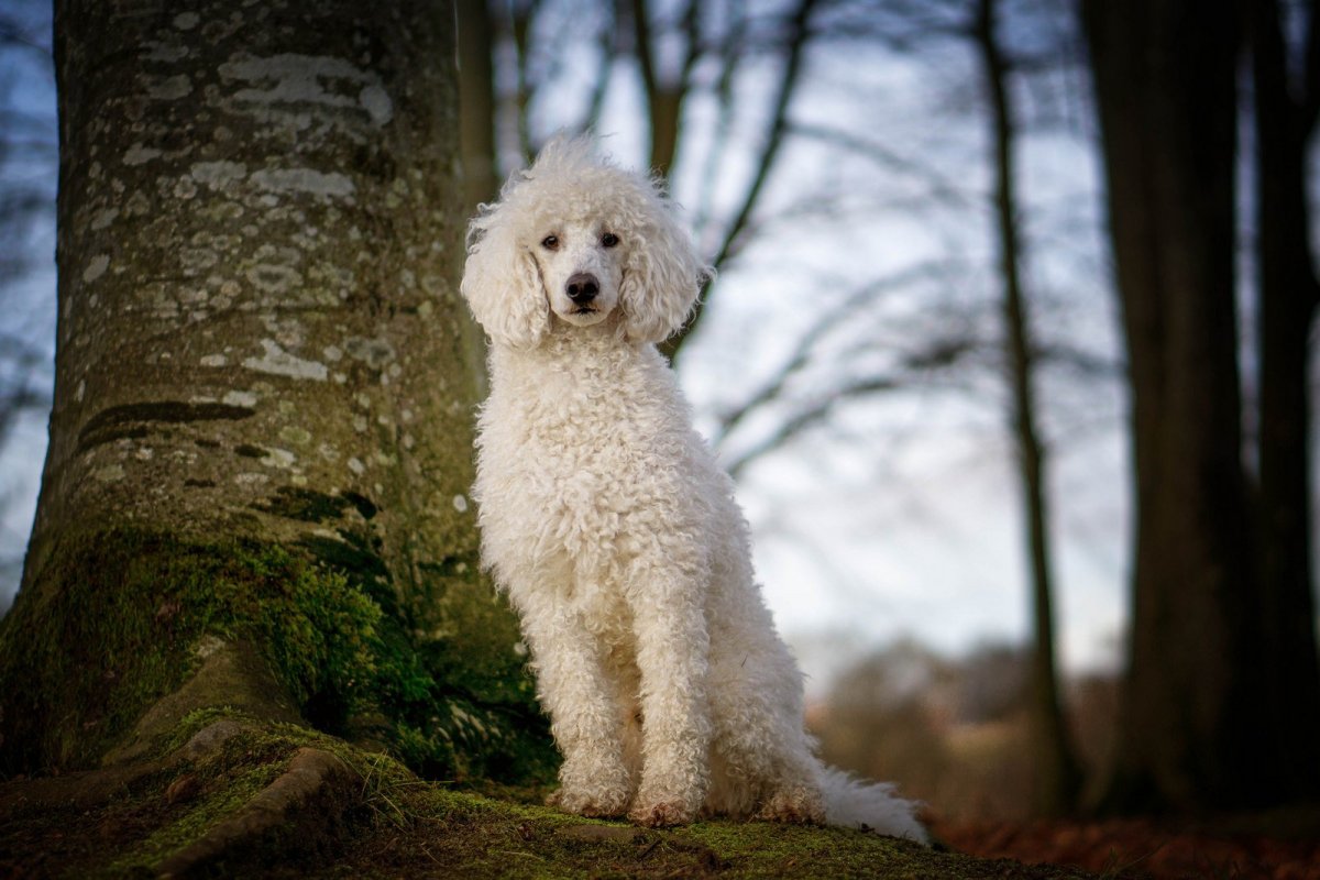 Пудель большой Королевский