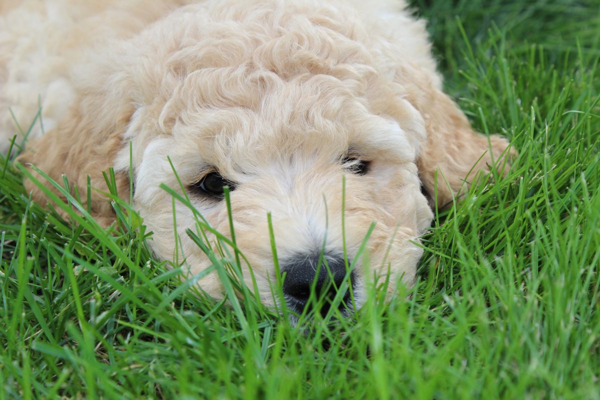 Милые животные пудель