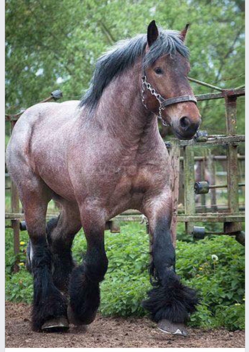 Бельгийский тяжеловоз брабансон