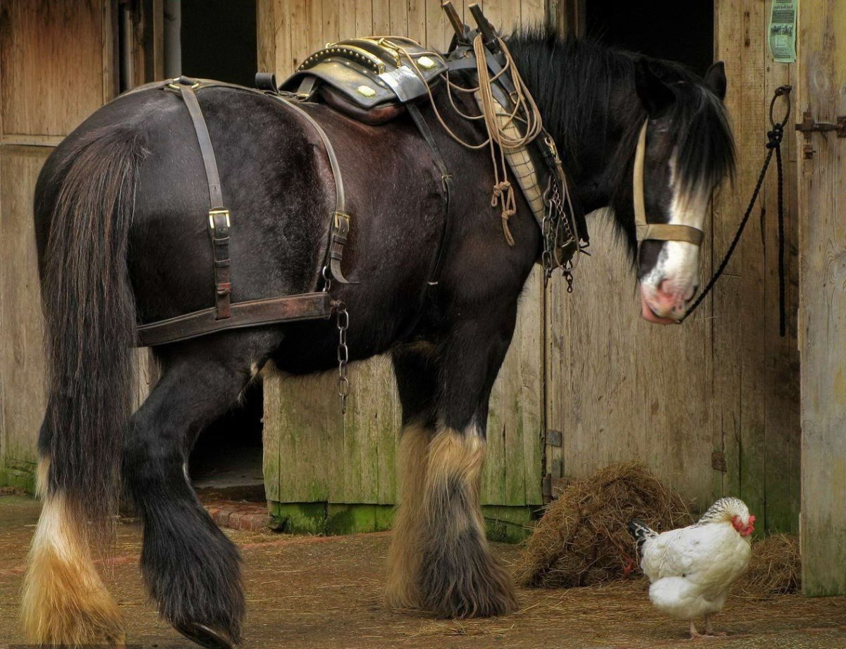 Тяжеловоз Шайр