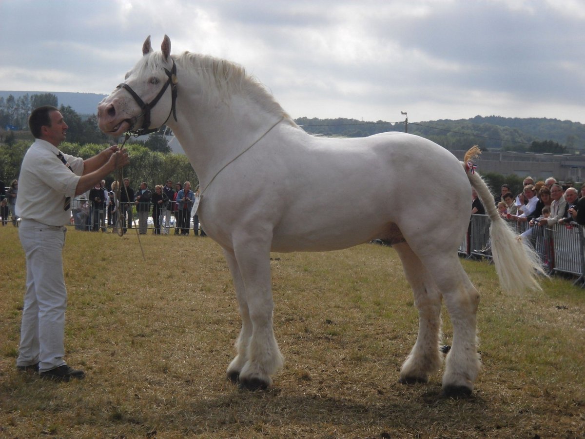 Битюг порода лошадей