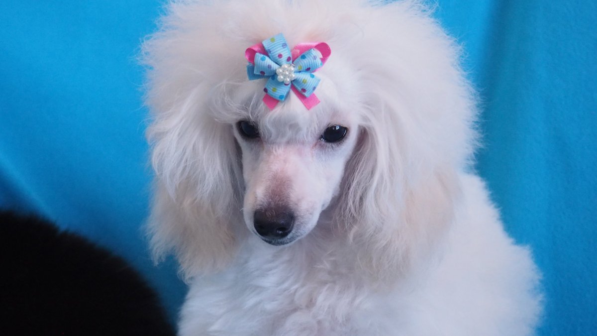 Трафареты для декора собака пудель