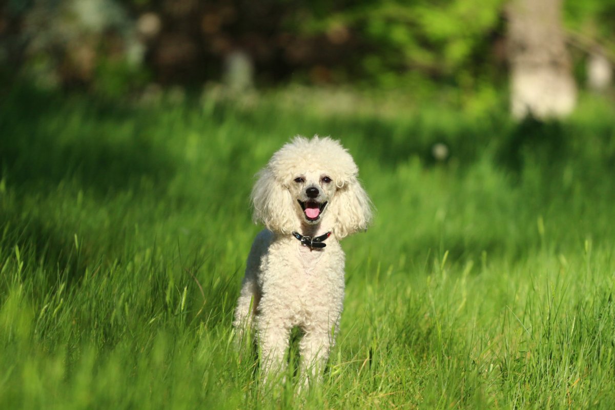 Шотландский пудель