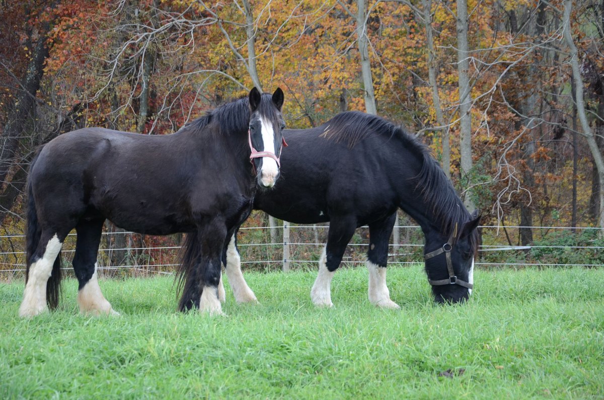 Лошадь тяжеловоз Першерон