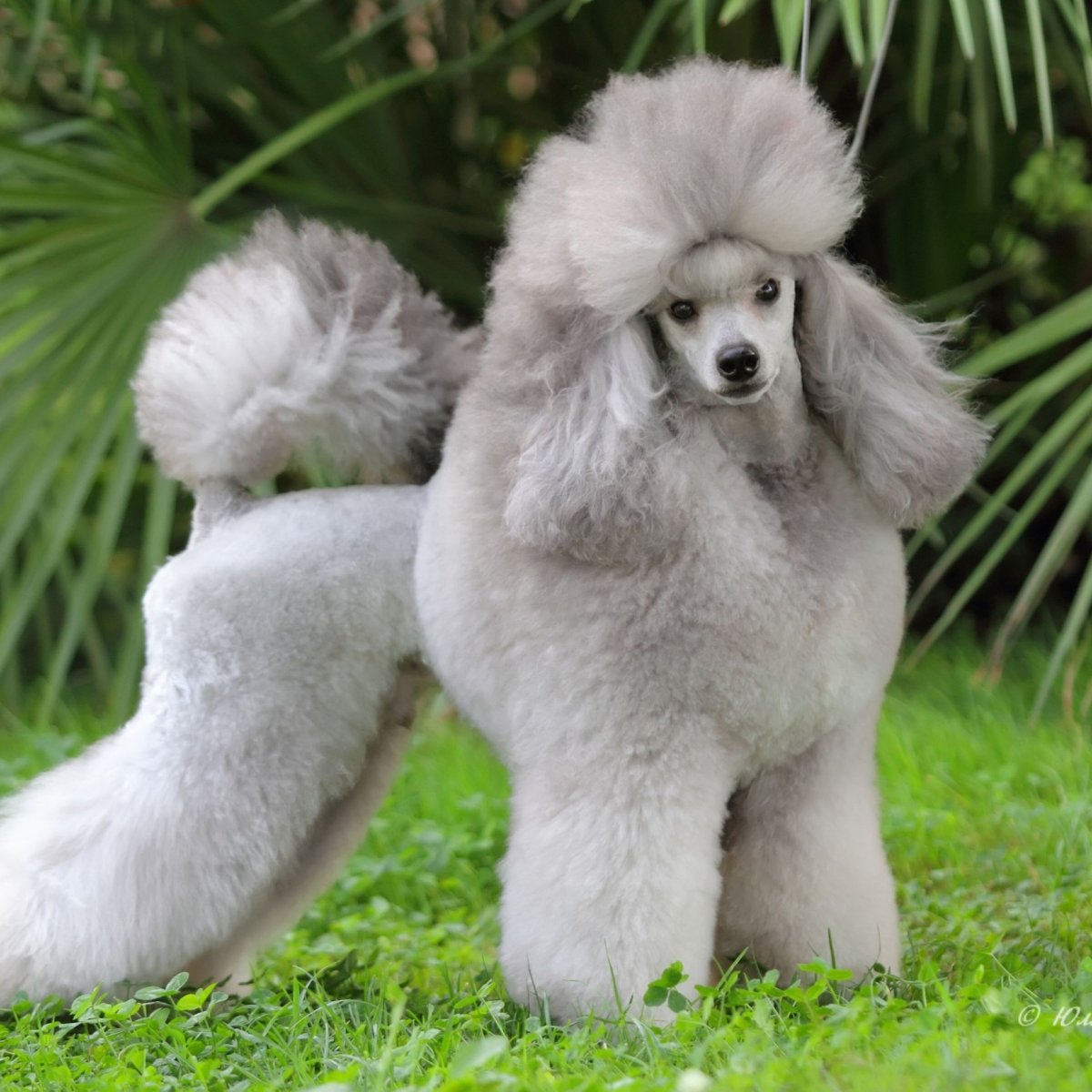 Породы собак пудель маленький