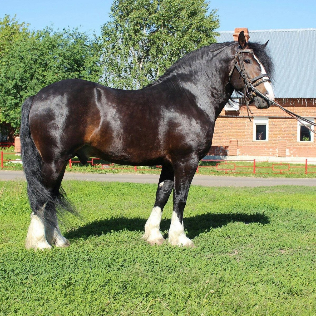Лошади породы Владимирский тяжеловоз