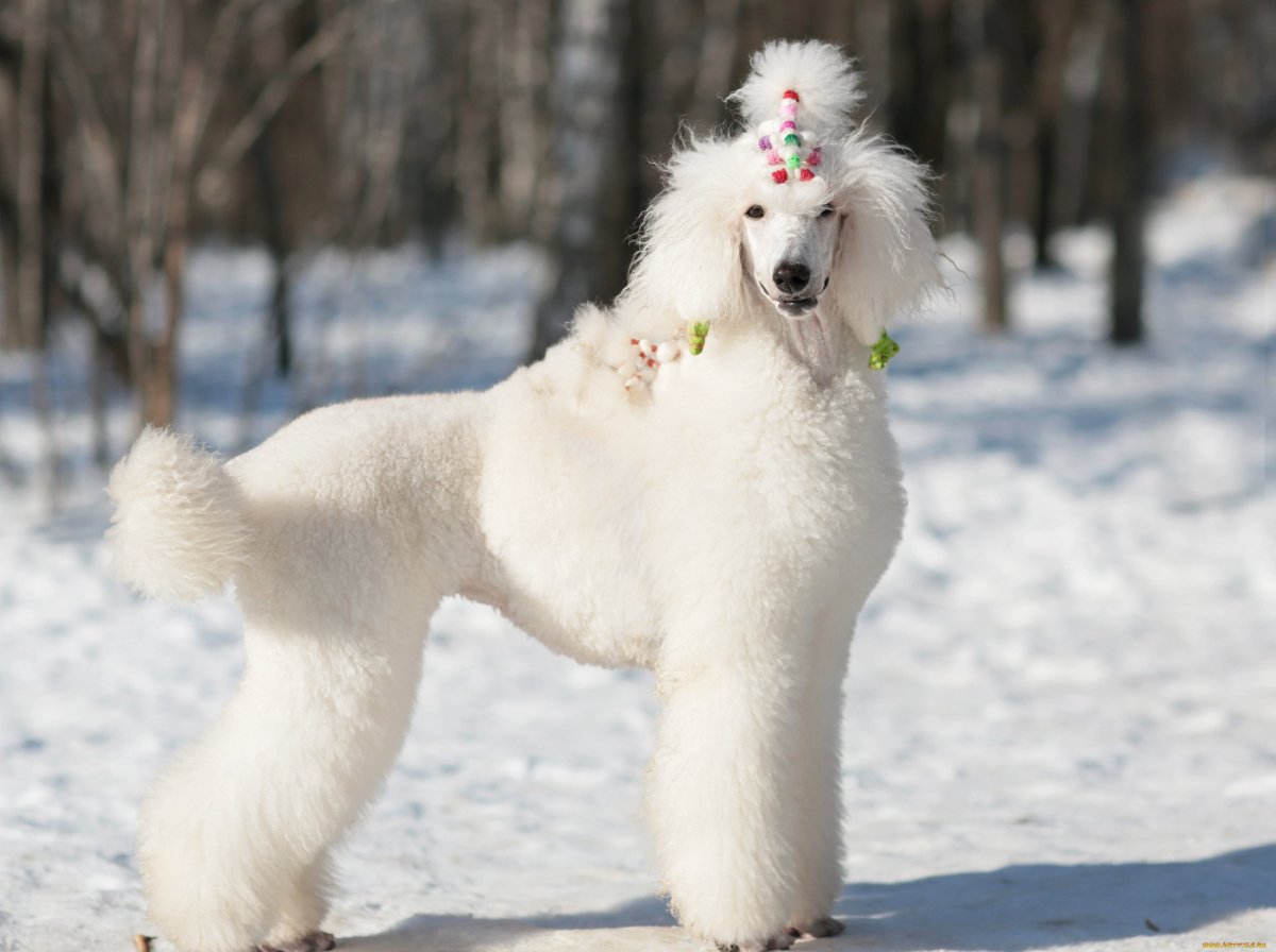 Королевский пудель