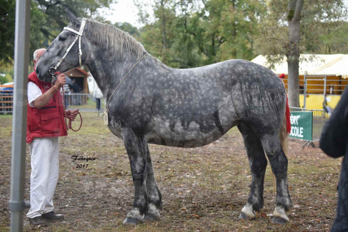 Хоббихорс Першерон