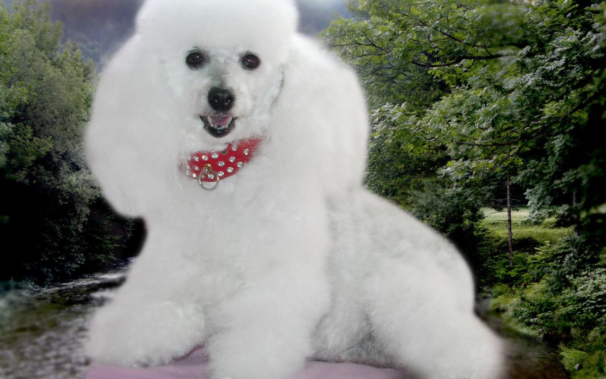 Белый пудель собака