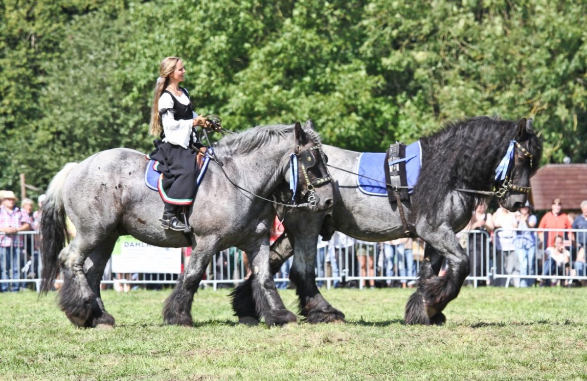 Лошадь тяжеловоз брабансон