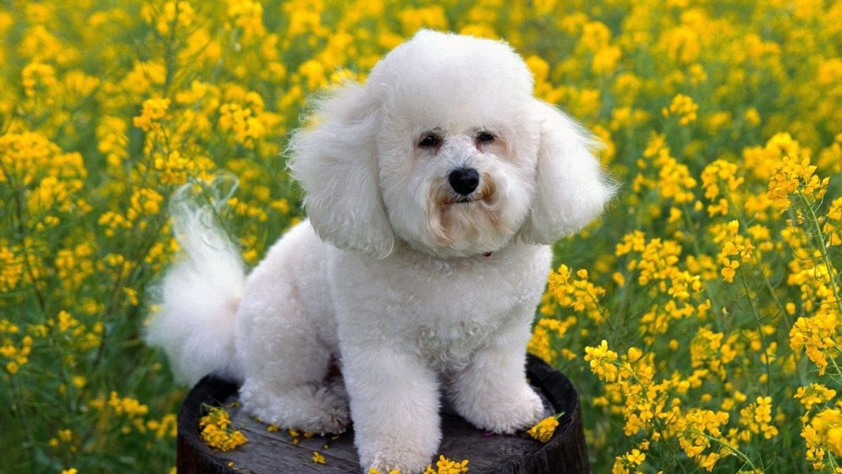 Пудель Бишон фризе