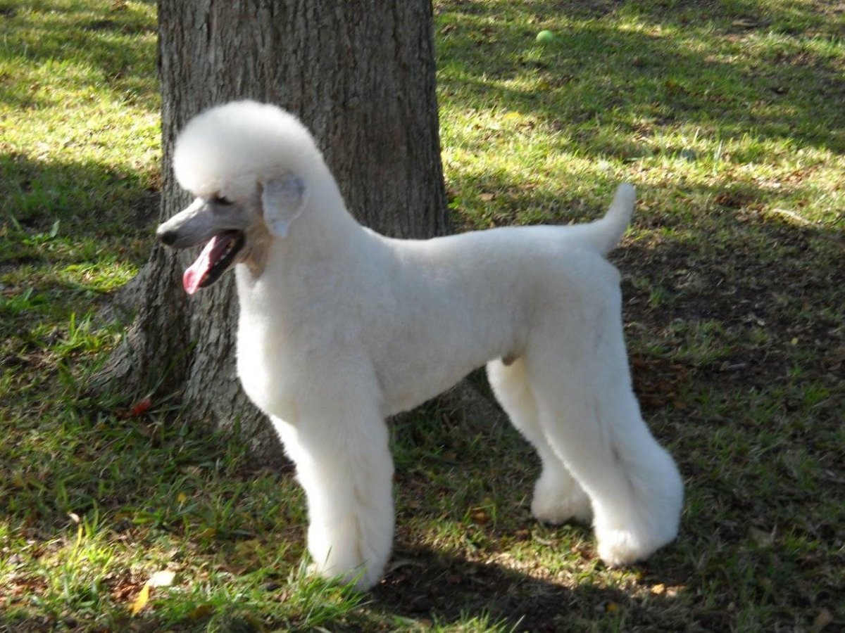 Большая собака похожая на пуделя порода