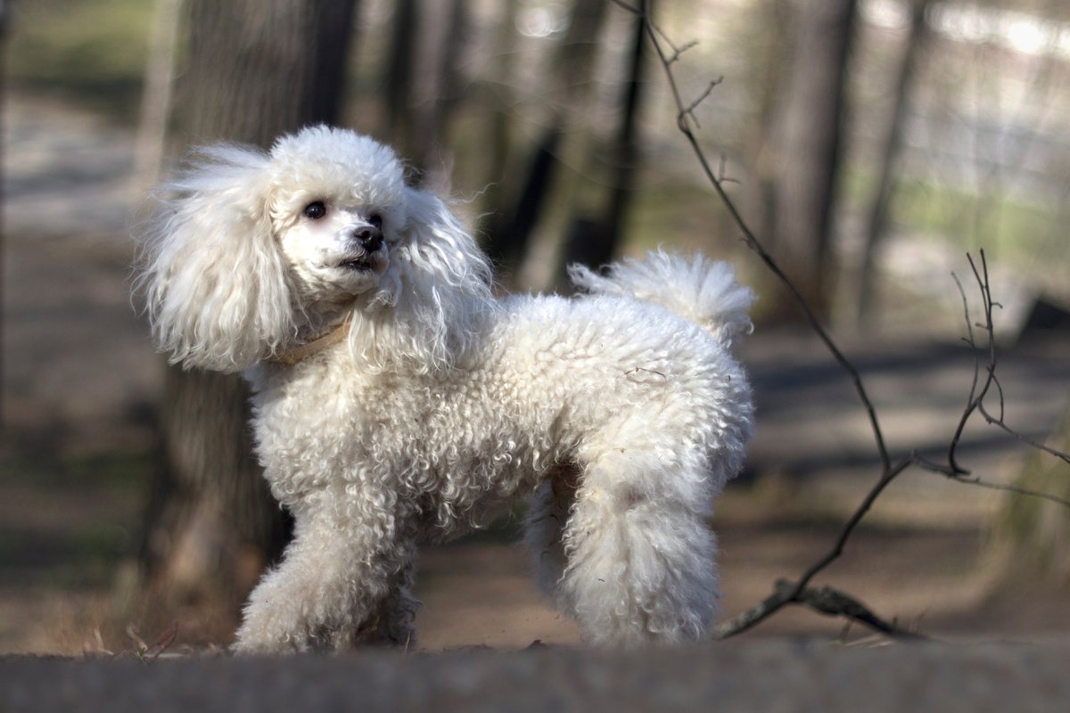 Французский пудель карликовый