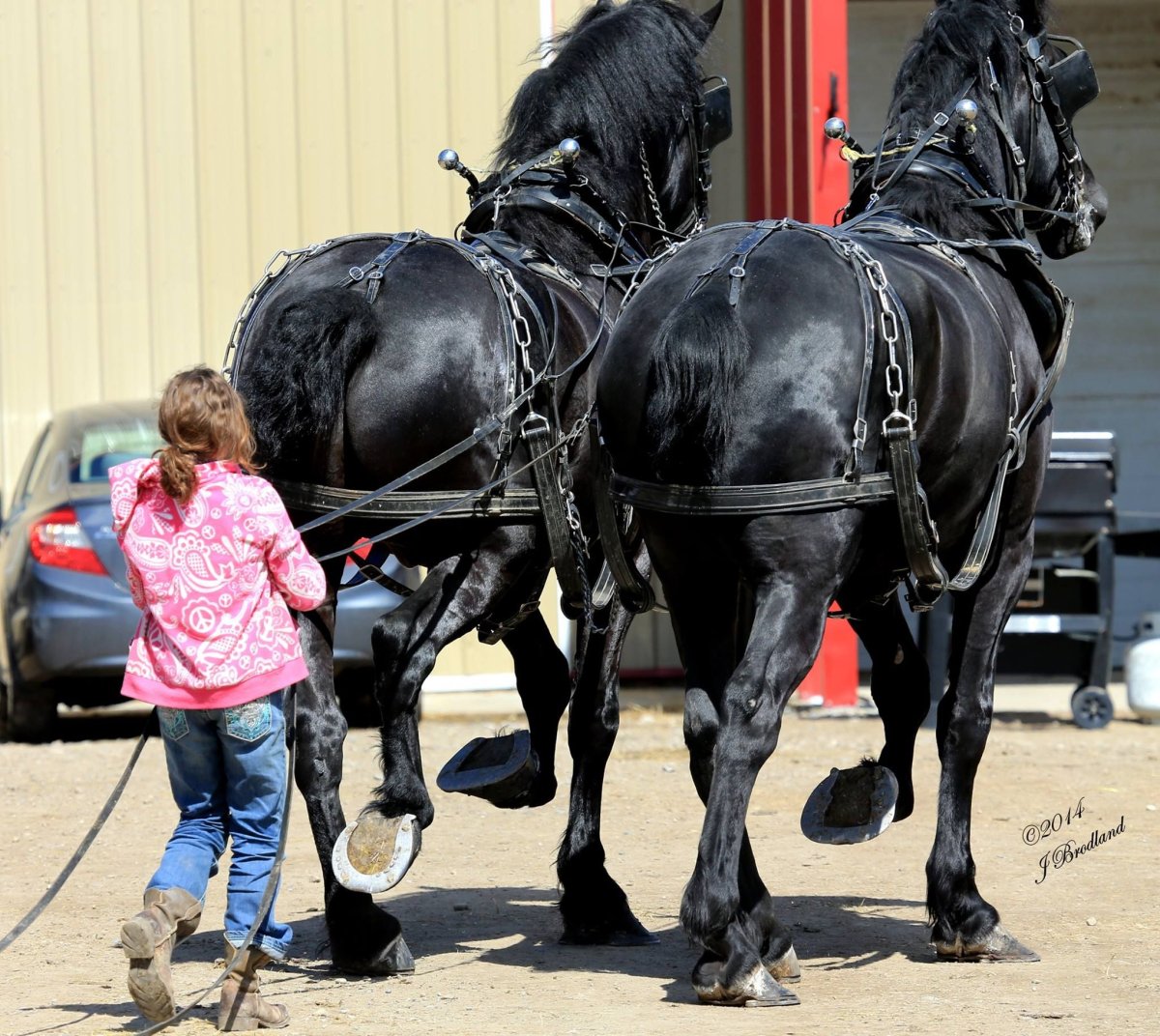 Конь тяжеловоз Першерон