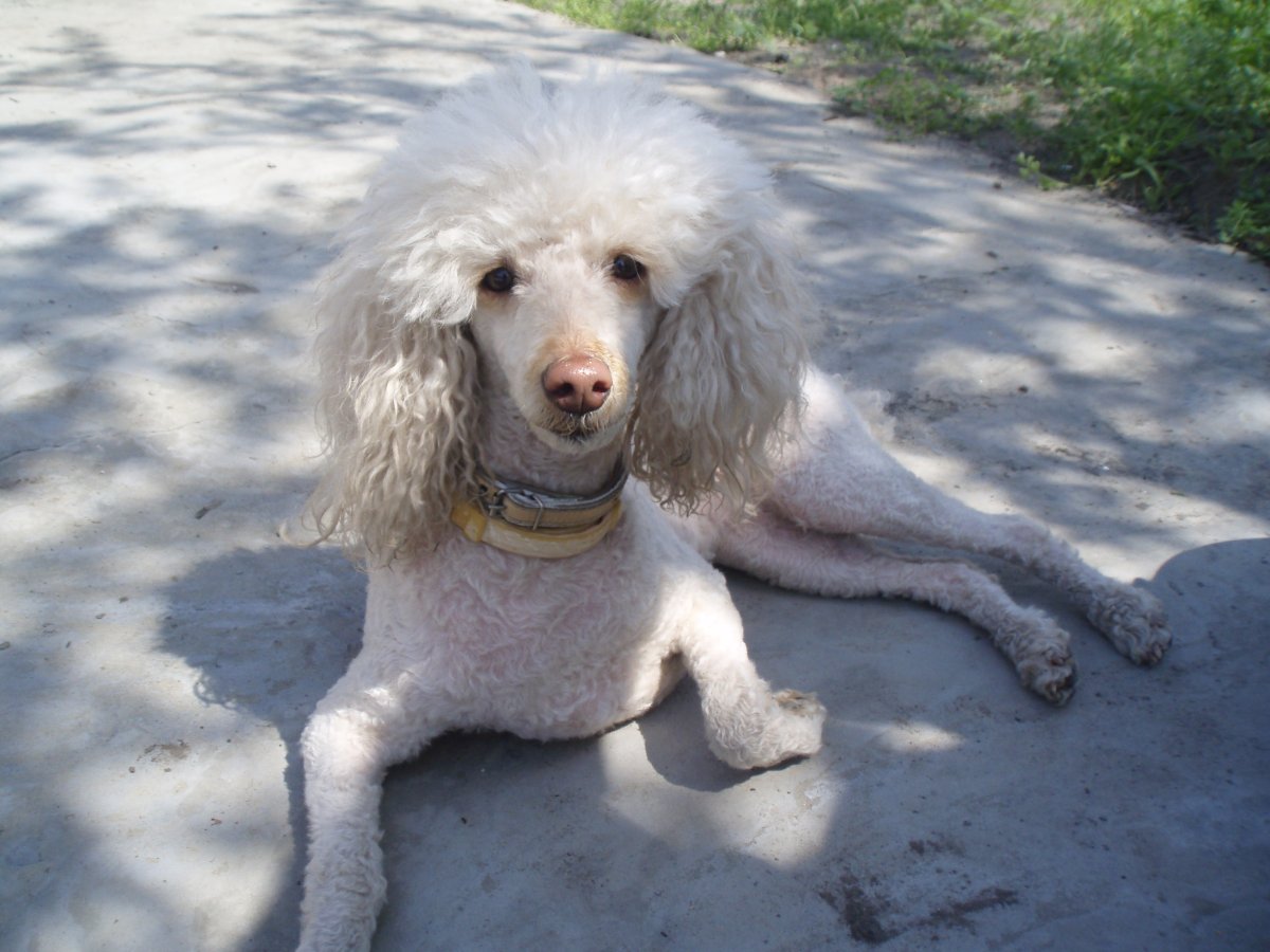 Пудель необычного окраса