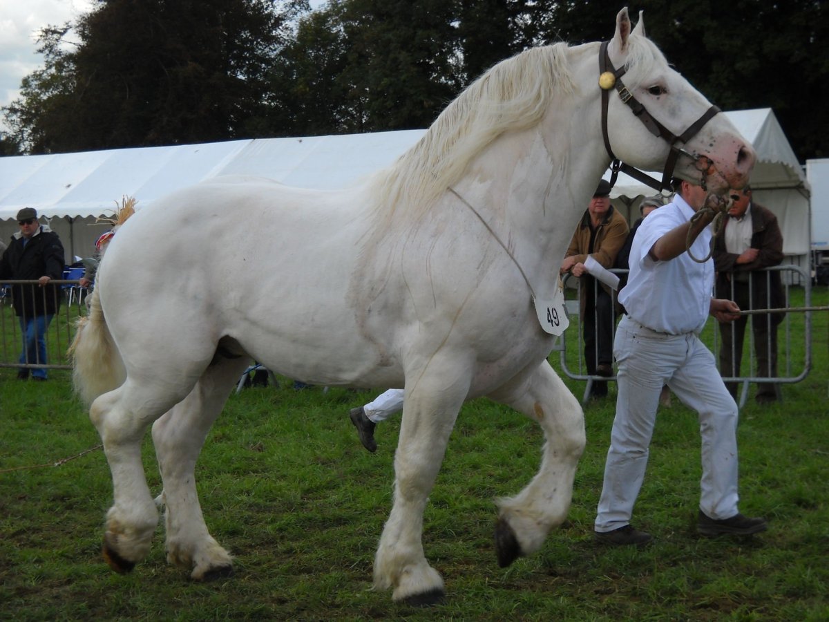 Булонская порода лошадей