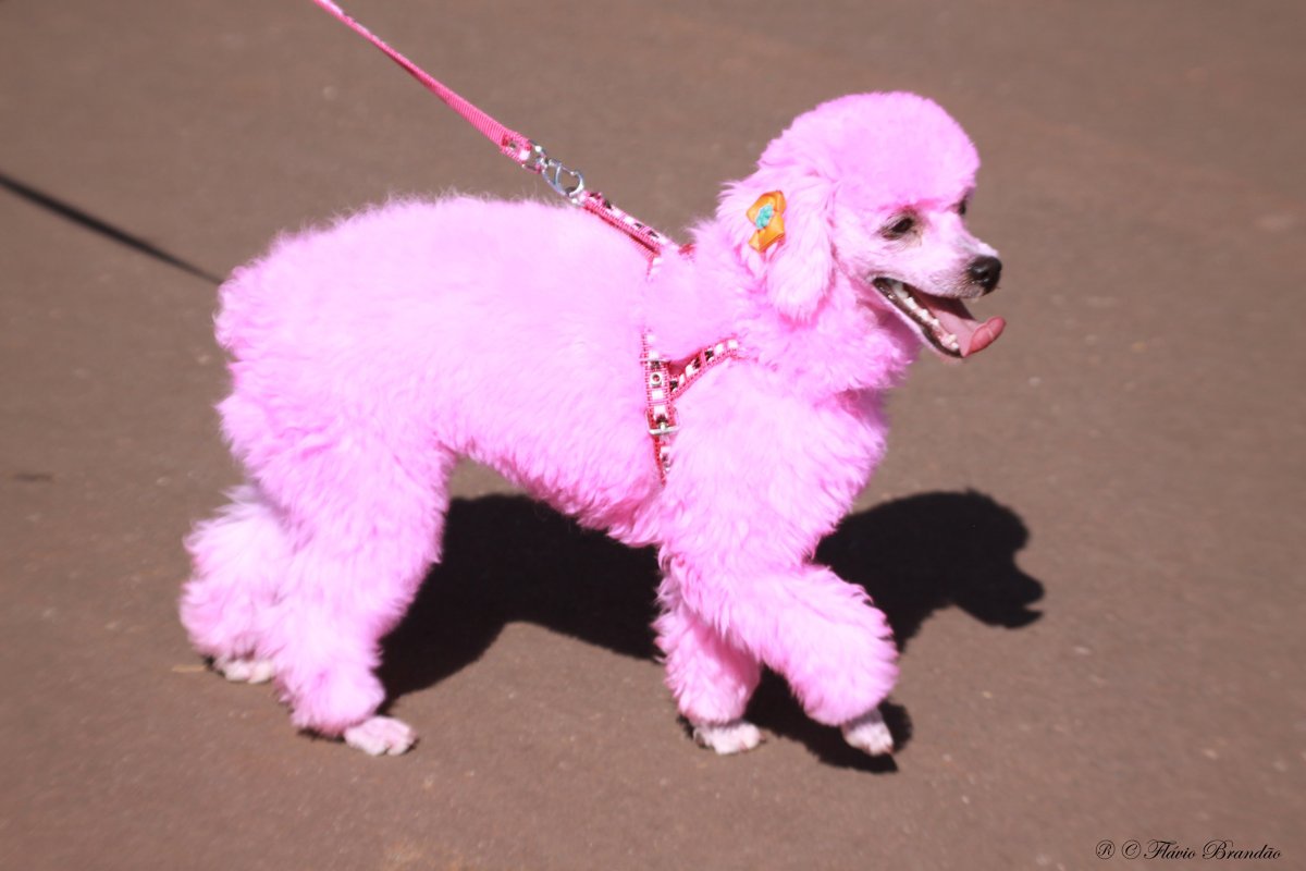 Королевский пудель розовый