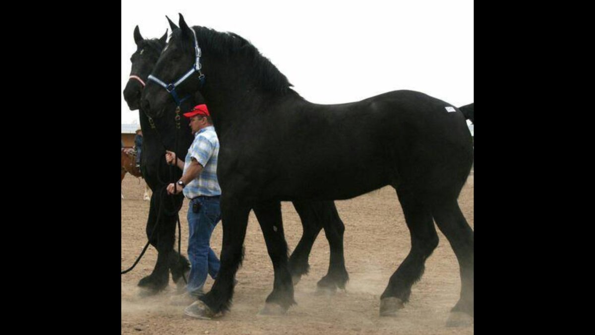 Тяжеловоз Першерон