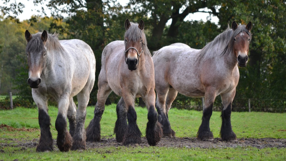 Тяжеловоз бельгийский Першерон